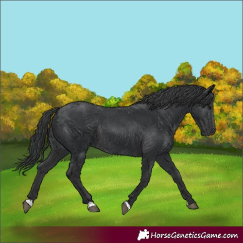 Horse Color:Black  and Black Rabicano 