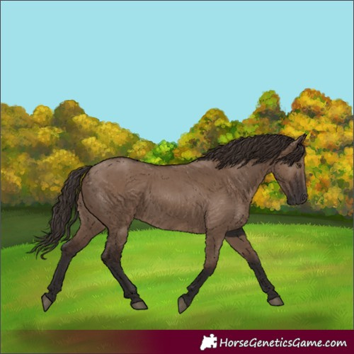 Horse Color:White Spotted Liver Red Dun 