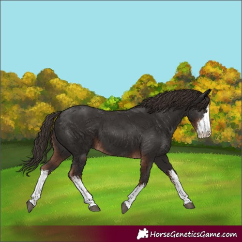 Horse Color:White Spotted Liver Chestnut 