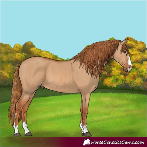 Horse Color:Red Dun 