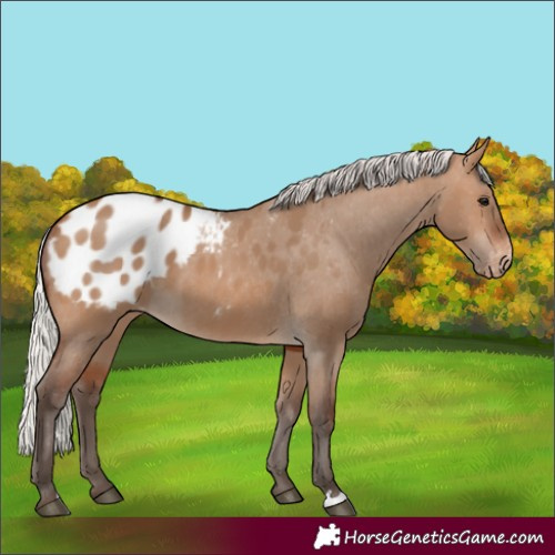 Horse Color:Silver Brown Dun Blanket