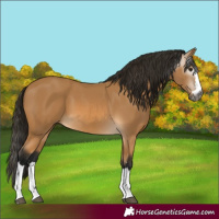 Horse Color:Gray Buckskin 