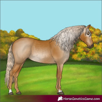 Horse Color:Gray Palomino 