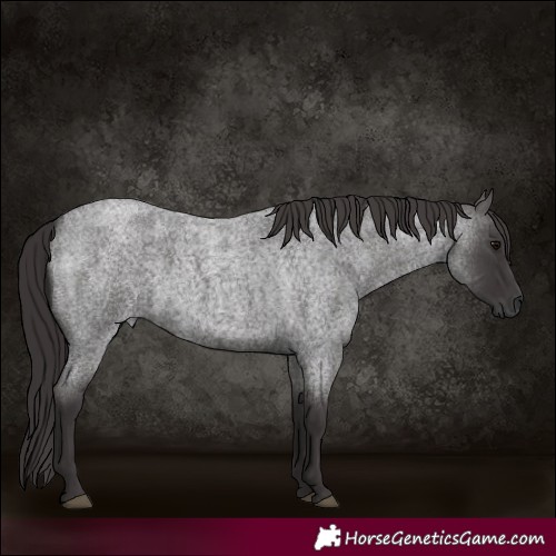 Horse Color:Smoky Blue Roan