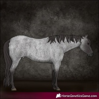 Horse Color:Smoky Blue Roan 