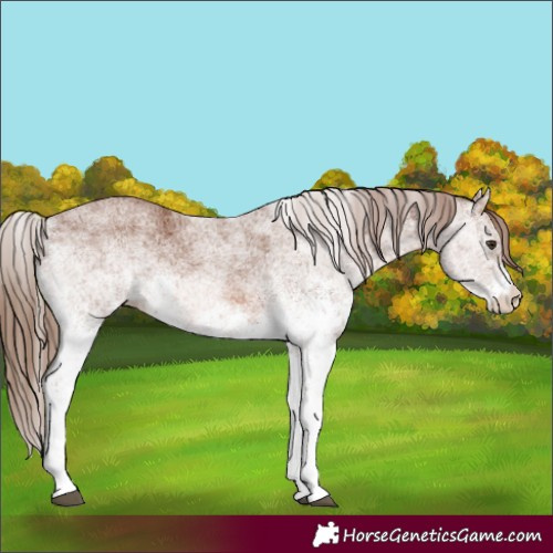 Horse Color:White Spotted Chestnut 