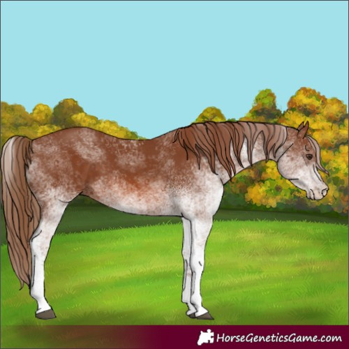 Horse Color:White Spotted Chestnut 