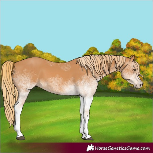 Horse Color:White Spotted Chestnut