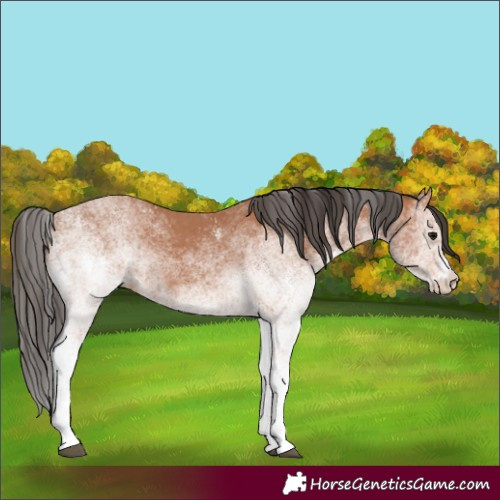Horse Color:White Spotted Bay 