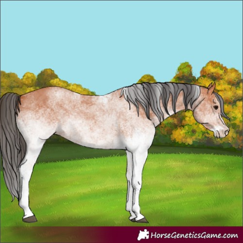 Horse Color:White Spotted Bay 