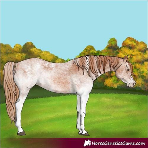 Horse Color:White Spotted Chestnut