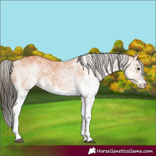 Horse Color:White Spotted Bay