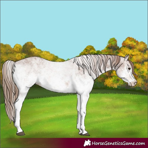 Horse Color:White Spotted Chestnut