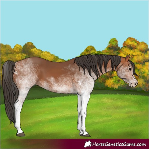 Horse Color:White Spotted Bay