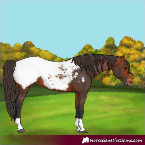 Horse Color:Bay Near Fewspot