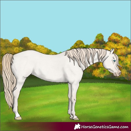 Horse Color:Smoky Creme Roan Dun 
