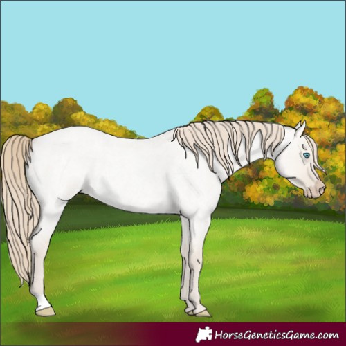 Horse Color:Smoky Creme Roan Dun 