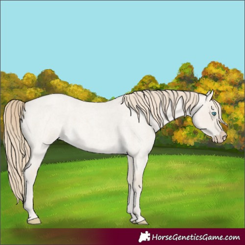 Horse Color:Smoky Creme Roan Dun 