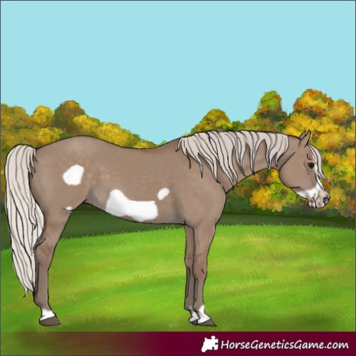 Horse Color:Silver Grullo Frame