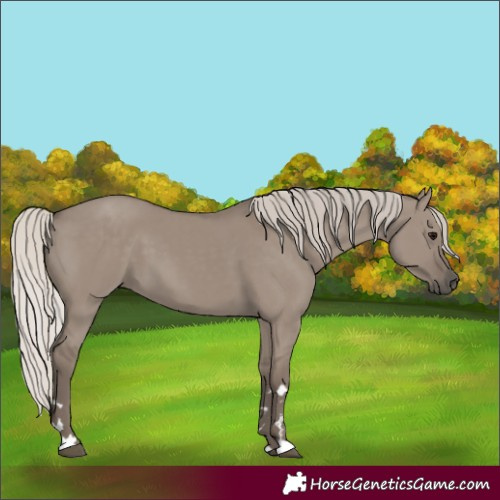 Horse Color:Silver Grullo 