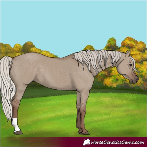 Horse Color:Silver Grullo
