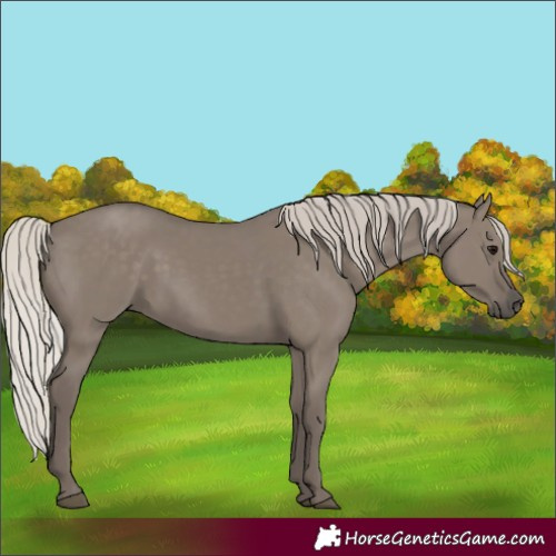 Horse Color:Silver Grullo