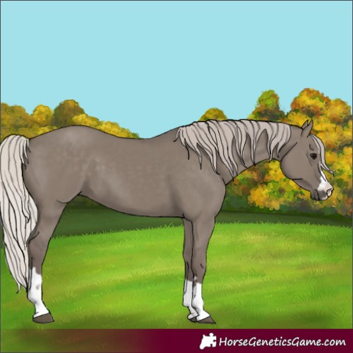 Horse Color:Silver Grullo 