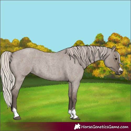 Horse Color:Silver Grullo Roan 