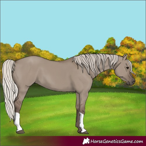 Horse Color:Silver Grullo 