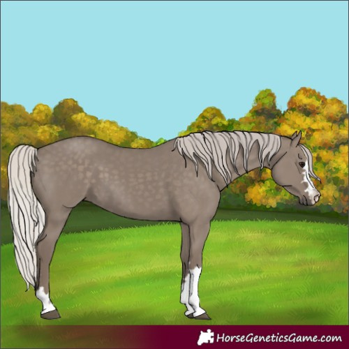 Horse Color:Silver Grullo 
