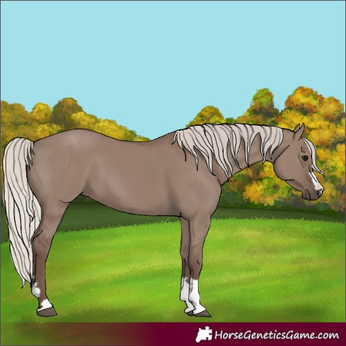 Horse Color:Silver Grullo