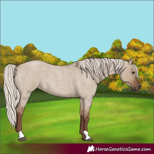 Horse Color:Silver Grullo Roan