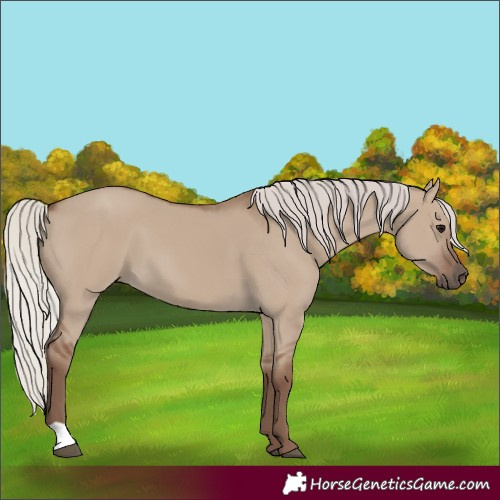 Horse Color:Silver Grullo 