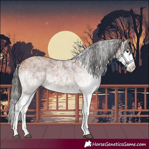 Horse Color:White Spotted Bay Splash and White Spotted Bay Splash