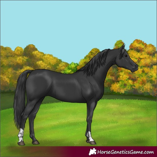 Horse Color:Black  and Black 