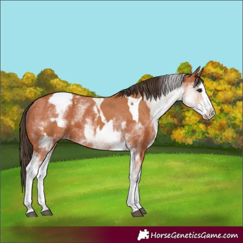 Horse Color:Bay Splash Tobiano Appaloosa  and White Spotted Bay Splash Appaloosa 