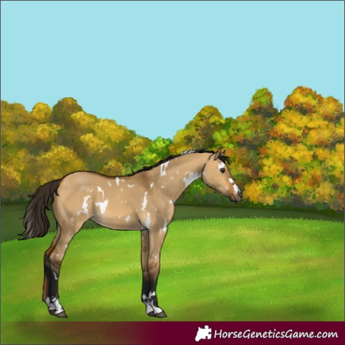 Horse Color:Gray White Spotted Buckskin Dun