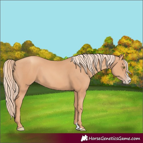 Horse Color:Gold Champagne Splash 