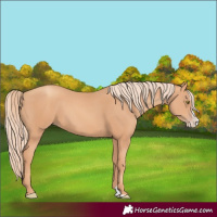 Horse Color:Gold Champagne Splash 