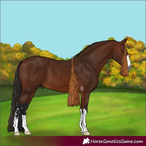 Horse Color:Gray Bay 