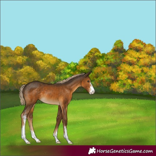 Horse Color:Chocolate Palomino Sabino