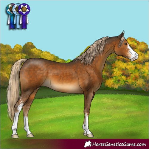 Horse Color:Chocolate Palomino Sabino 