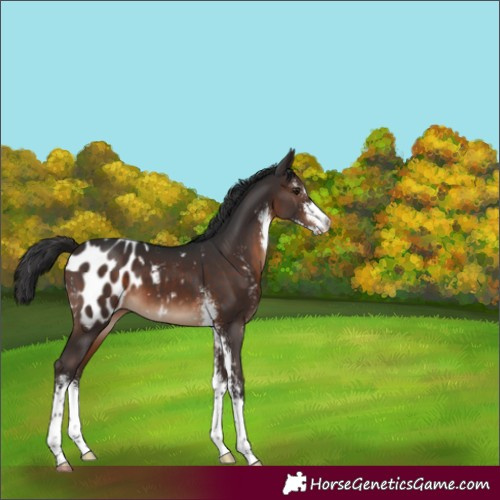 Horse Color:Brown Sabino Appaloosa