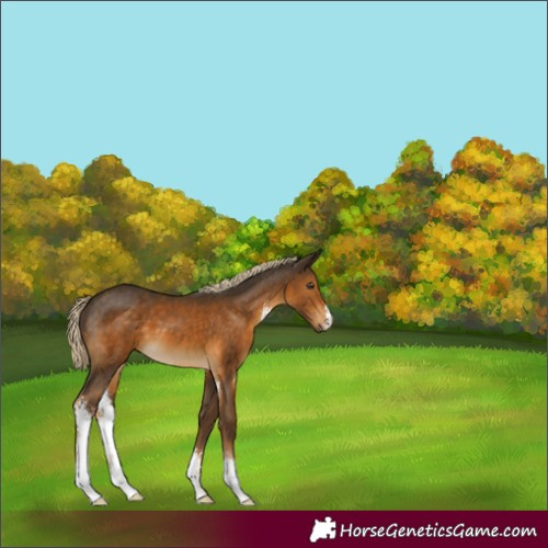 Horse Color:Chocolate Palomino Sabino