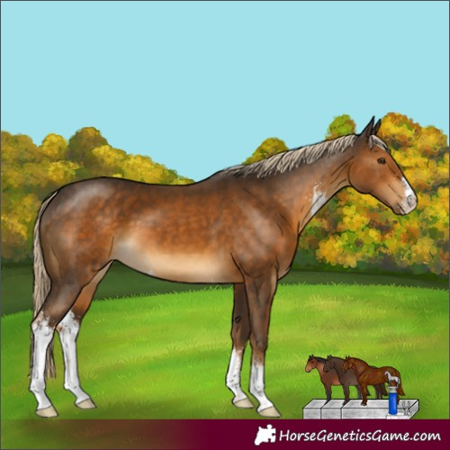 Horse Color:Chocolate Palomino Sabino 