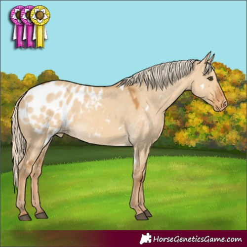 Horse Color:White Spotted Palomino Dun Appaloosa