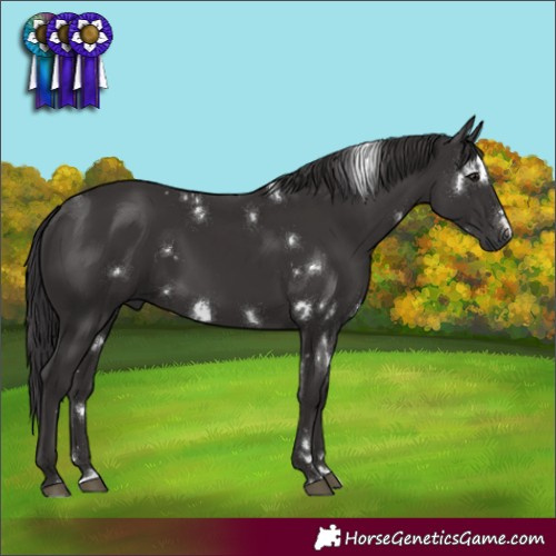 Horse Color:White Spotted Smoky Black Rabicano