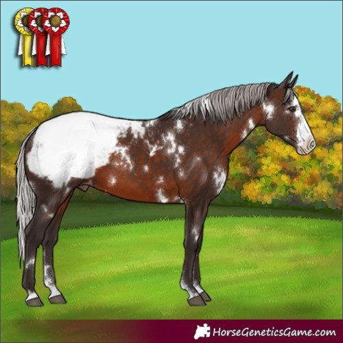 Horse Color:White Spotted Silver Brown Sabino Appaloosa 