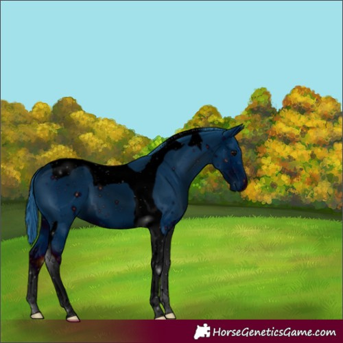Horse Color:ERROR: UNKNOWN ANOMALY