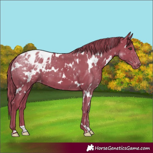 Horse Color:Watercolor White Spotted Liver Chestnut Appaloosa